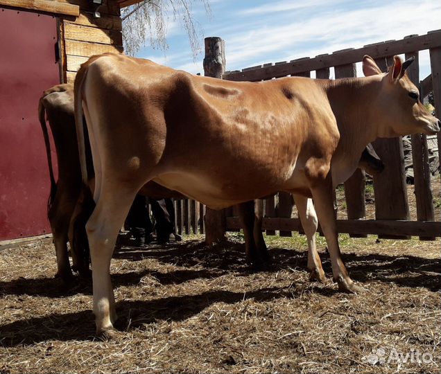 Нетель джерсейской породы