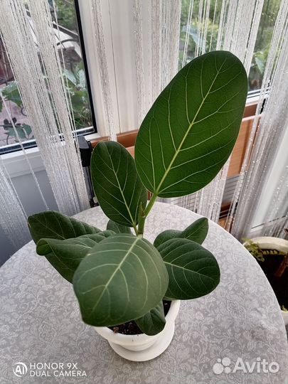 Фикус бенгальский Одри