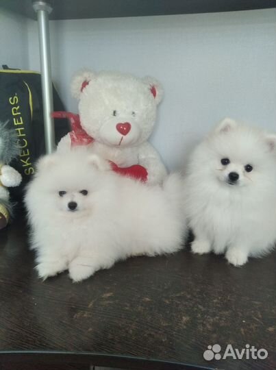 Мини шпиц щенки