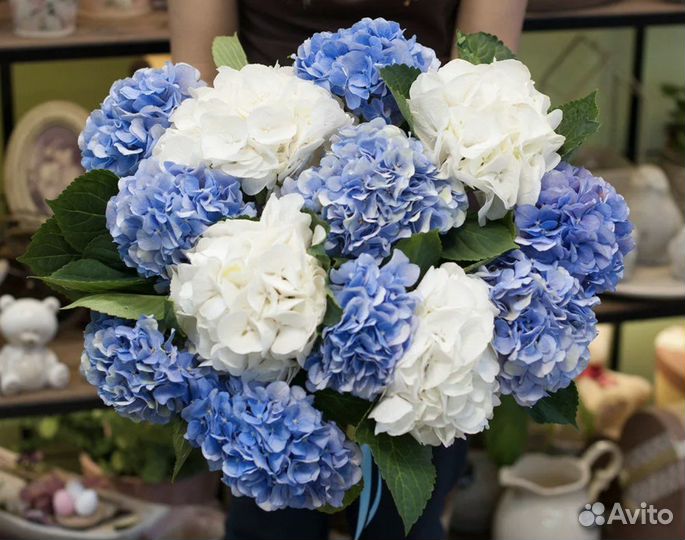 Гортензия Доставка цветов и букетов
