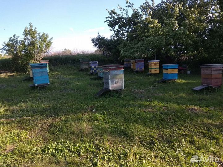 Матки,пчелы