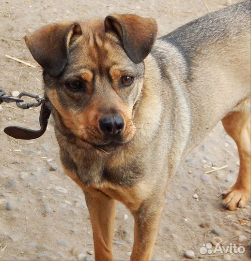 Ищу хозяев небольшому песику - Рэксик