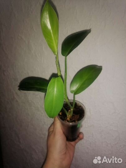 Филодендроны сортовые