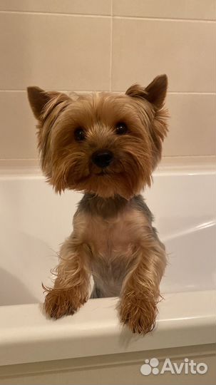 Йоркширский терьер вязка мальчик