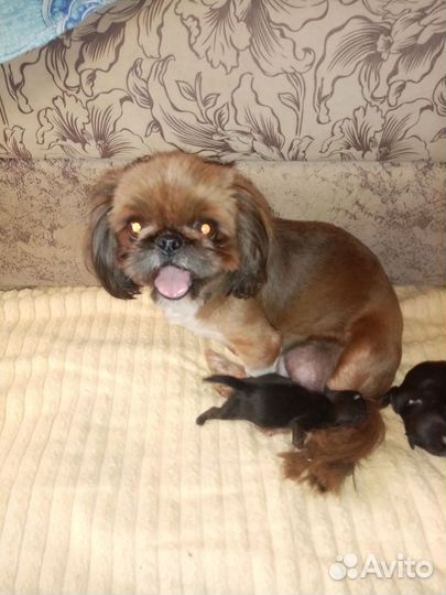 Ши-тцу щенки