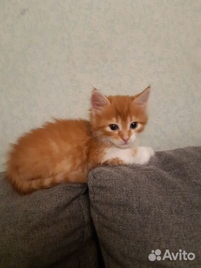 Котята в добрые руки мальчики