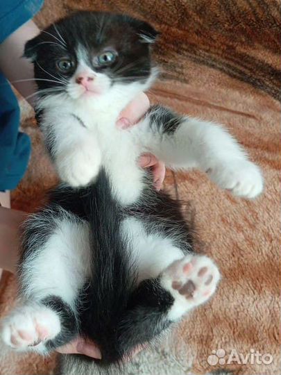 Шотландские котята