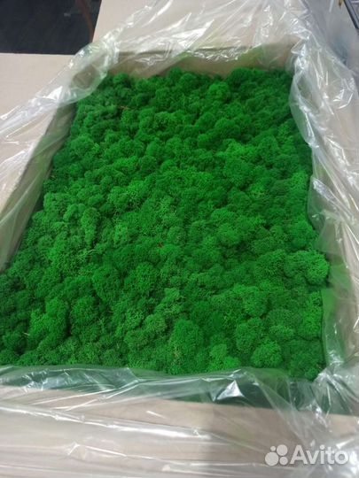 Стабилизированный мох опт розница