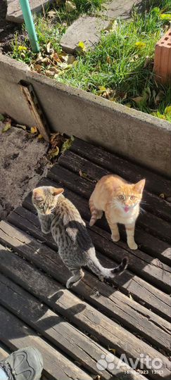 Котята в добрые руки
