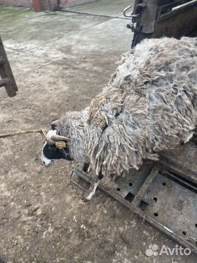 Крупно рогатый скот