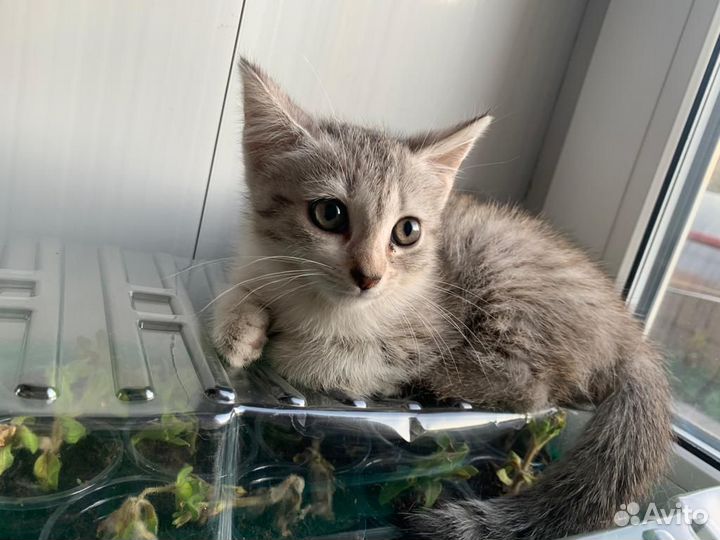 Кошечка бесплатно