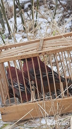 Певчие птицы