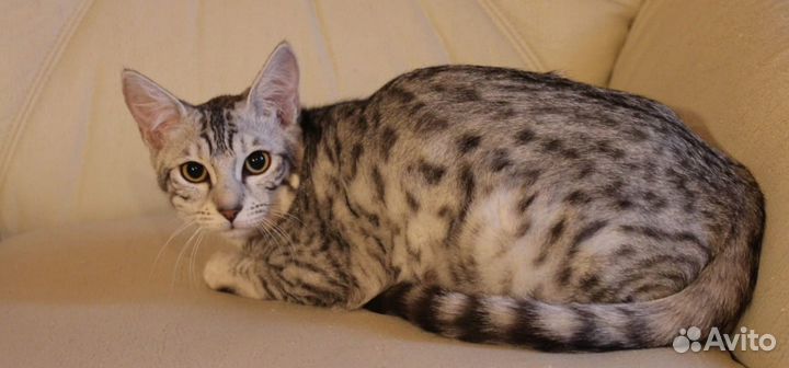 Саванна F5 в добрые руки