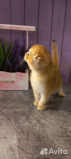 Шотландские котята золотая шиншилла