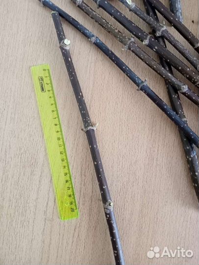 Ствол для топиария