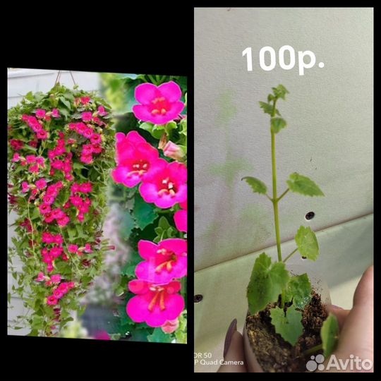 Комнатные растения и цветы для сада