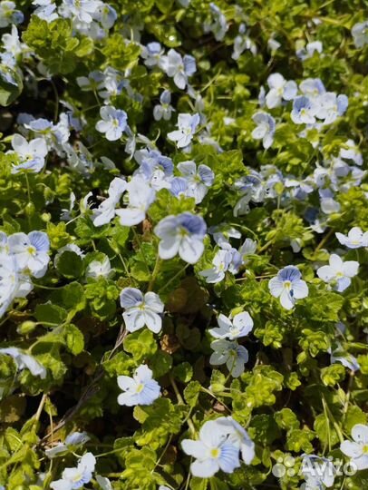 Замиокулькас,овсяница сизая,декор.травк,мак,аконит
