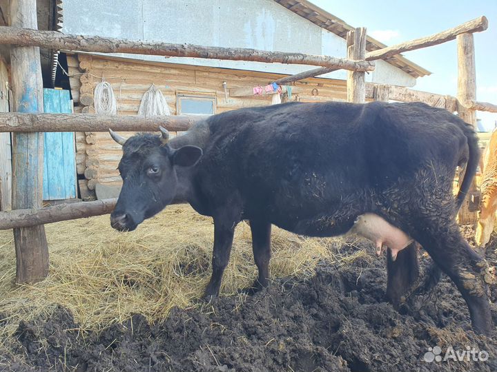 Коровы и телята