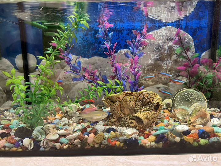 Аквариум
