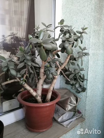 Комнатные цветы