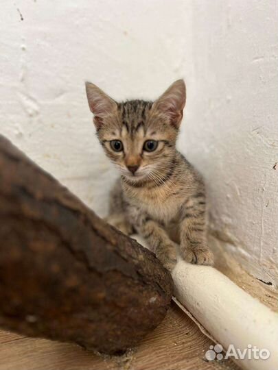 Котик -тигруш