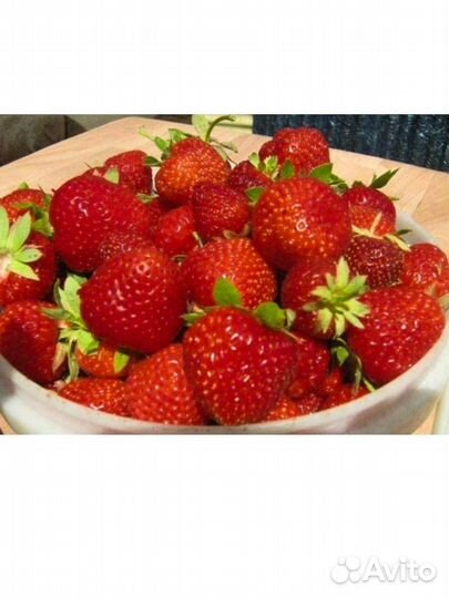 Клубника Остара