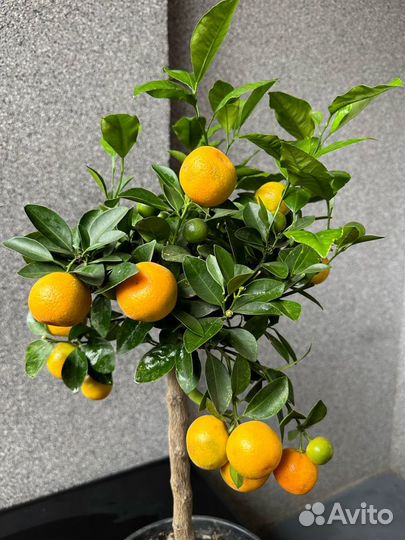 Комнатное растение мандарин+кумкват(каламондин)