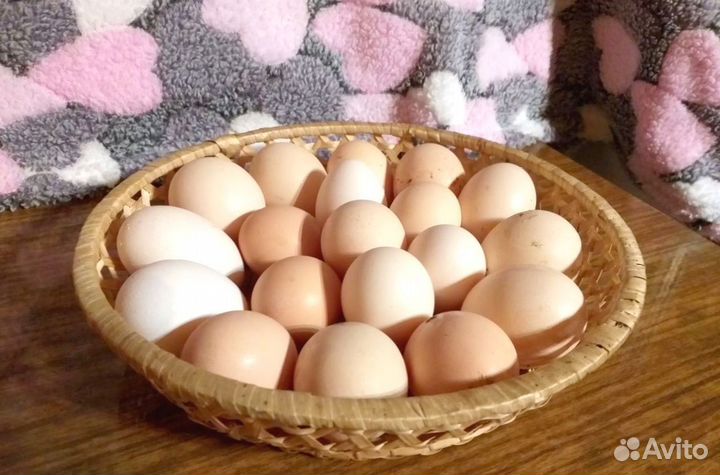 Куры Несушки, Бесплатная доставка