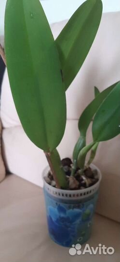 Каттлея -орхидея