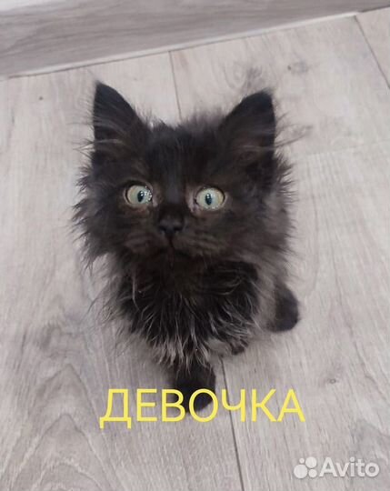 Котята а добрые руки