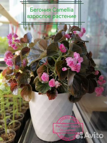 Комнатные растения цветы