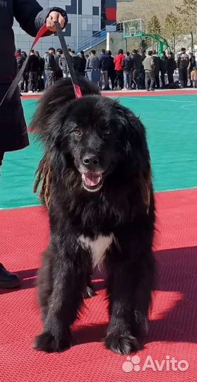 Щенки породы Монгол Банхар