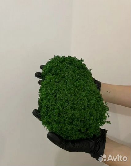 Стабилизированный мох ягель кочками