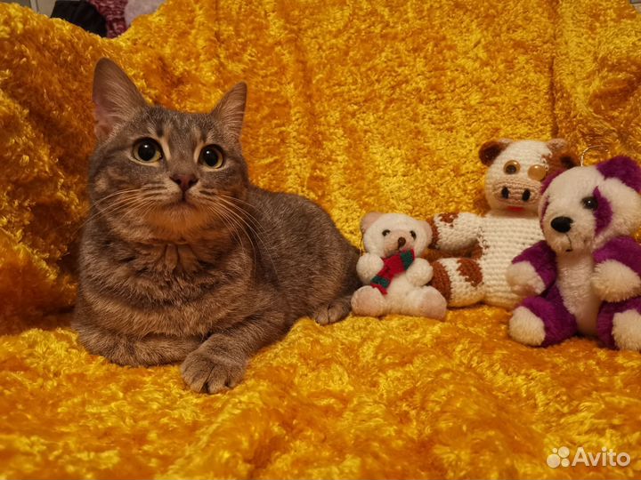 Кошка подросток