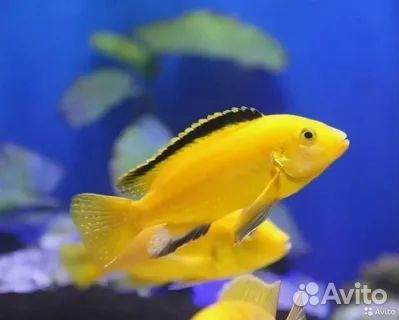 Аквариумные рыбки. Не магазин