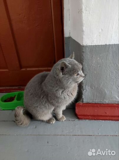 Взрослый кот