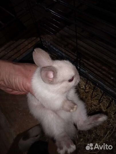 Карликовый кролик