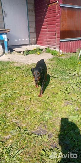 Ягдтерьер вязка