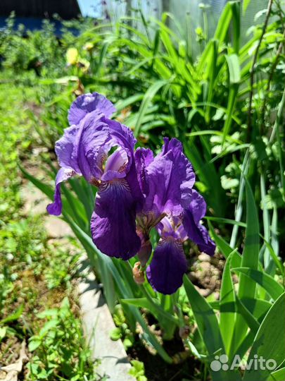 Ирисы бородатые
