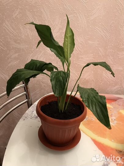 Спатифиллум