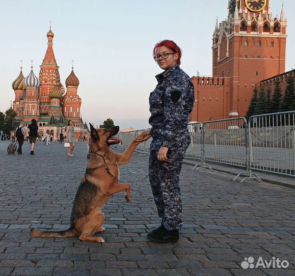 Дрессировка собак, кинолог, хендлер, зоопсихолог