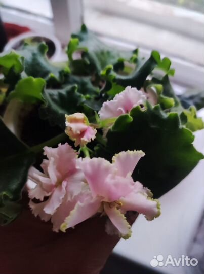 Продам фиалки