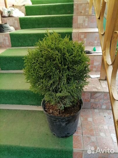 Туя шаровидная 30-40 см