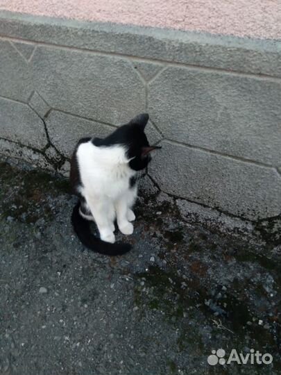 Отдам кота в добрые руки