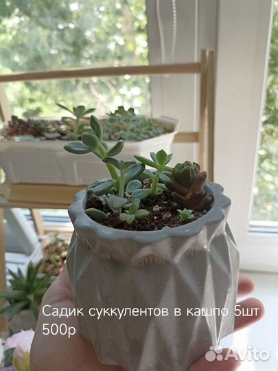 Комнатные растения