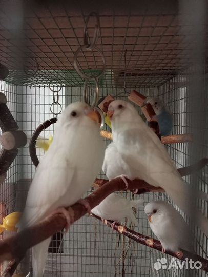 Волнистые попугаи. Альбиносы