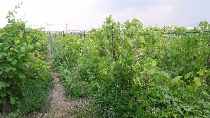 Дом 75 м² на участке 25 сот.