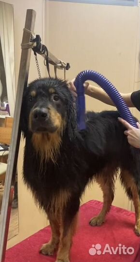 Груминг кошек и собак