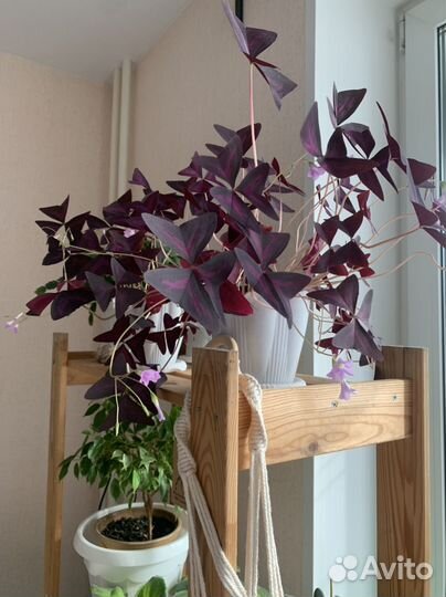 Кислица оксалис цветущая