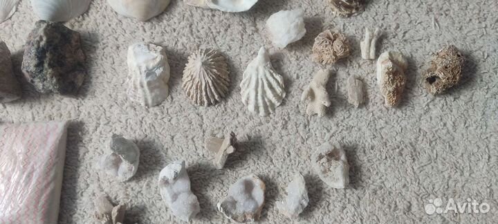 Ракушки, камни, песок